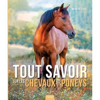 Tout Savoir Sur Les Chevaux Et Poneys