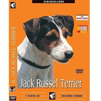 Jack Russell Terrier