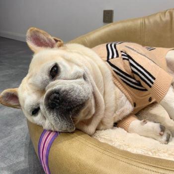 Cozy Striped Dog Sweater for Small Medium Breeds