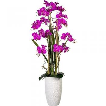 Arrangiamento d'Orchidee Esclusivo – Kaiserkraft