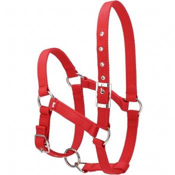 Large Horse Riding Halter with Bit and Rein