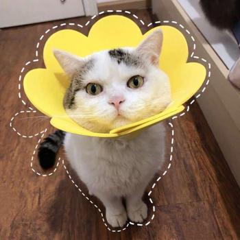 Flower-Shaped Recovery Cone for Pets