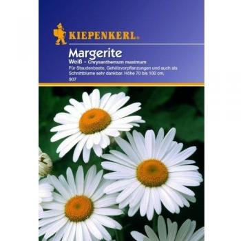 Sperli Blumensamen Margerite, grün/weiß