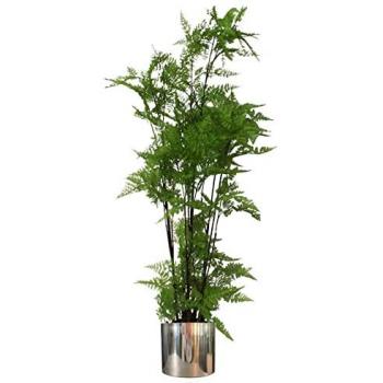 Realistic 5ft Moss Fern in Silver Planter