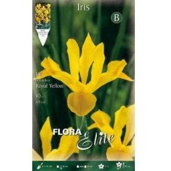 Bulbes Iris Hollandica Jaune Royal