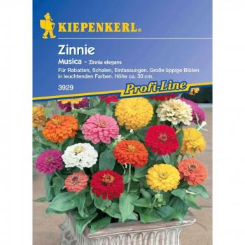 Kiepenkerl Fiori Zinnia Musica
