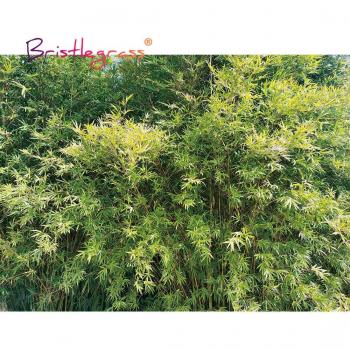 Rompecabezas Educativo BRISTLEGRASS