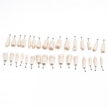 32 Tooth Dental Teaching Model with Soft Gum Base