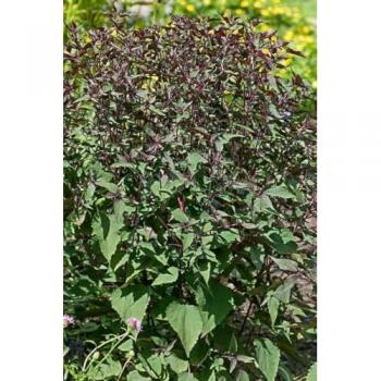 Eupatorium rugosum 'Eisblüte', 9x9 cm Topf