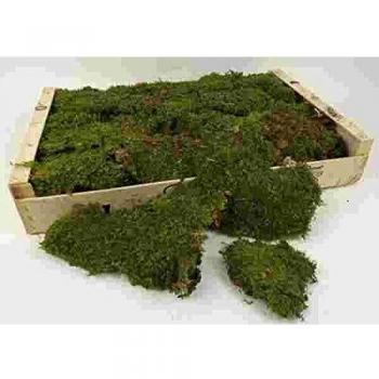 Nature's Green Moss Box – 1 kg Dried Flat Moss