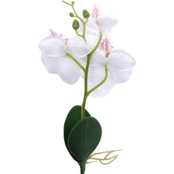 Three Bloom Orchid Table Arrangement