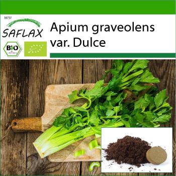 Seme Sedano Pascal 500 semi biologici con substrato di supporto (Apium graveolens)