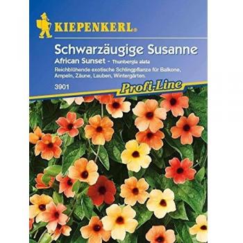 Kiepenkerl Black Eyed Susan