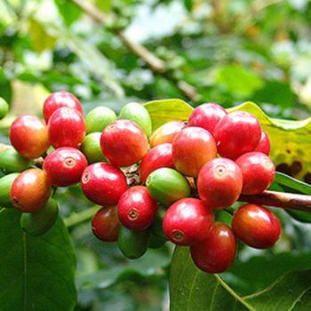 Graines de Bonsaï de Café