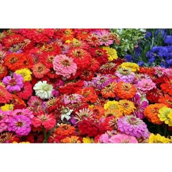 Papermoon „Blumenmeer“ Fototapete – Naturblüten auf Vlies