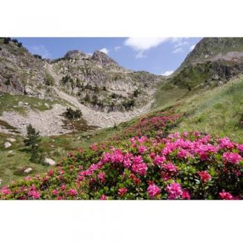 Art Décoratif CEANOTHE – Toile Florale des Pyrénées 30x45 cm