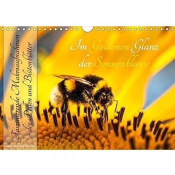 Im Goldenen Glanz der Sonnenblume