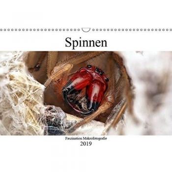 Faszination Makrofotografie: Spinnen