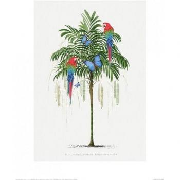 Summer Thornton Vibrant Parrot Illustration 40cm x