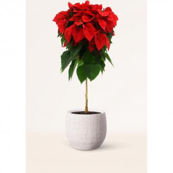 Flor de Pascua Natural