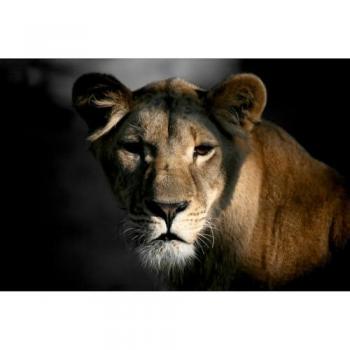 Peinture HD Lionne Ombre 65x97 cm