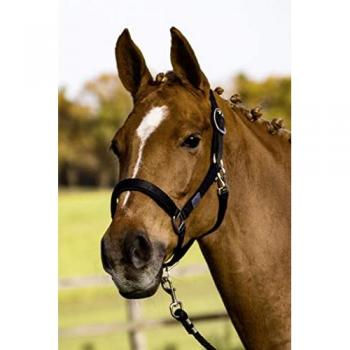 BUSSE Halfter Solid Soft für Warmblüter