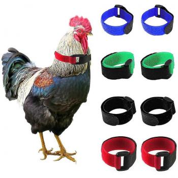 Coq Détente Bleu 2PCs