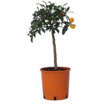 Kumquat en Casa – Plant in a Box 19 cm