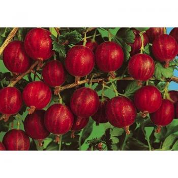 Garden Forest Rosso Fungo: Pianta di Uva 18 cm