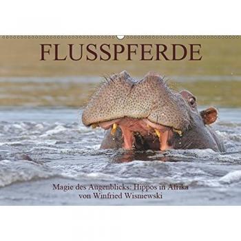 Flusspferde Magie des Augenblicks