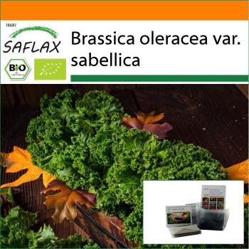 Pot de la Nature – SAFLAX Brassica Oleracea