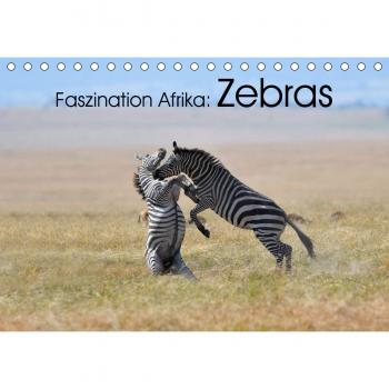 Faszination Afrika: Zebras