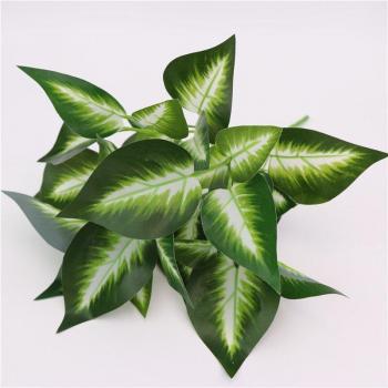 Taro Feuilles Violettes