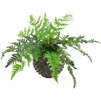 Stately 50cm Luxury Potted Fern with Wire Support – Botanik