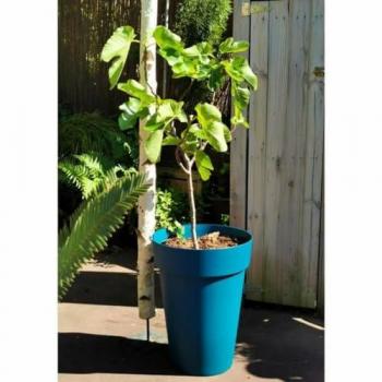 Maceta Riss Azul 53 cm de Plástico