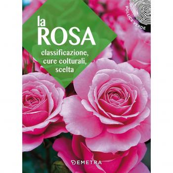 La rosa. Classificazione, cure colturali, scelta