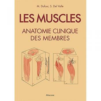Les muscles : Anatomie clinique des membres