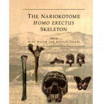The Nariokotome Homo Erectus Skeleton