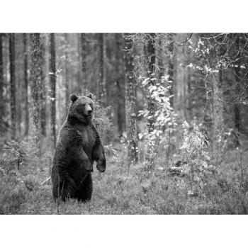 Bär im Wald Fototapete von Papermoon, Schwarz & Weiß