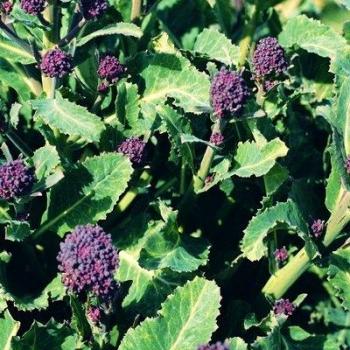 Non-GMO Broccoli Early Purple Sprouting Seeds