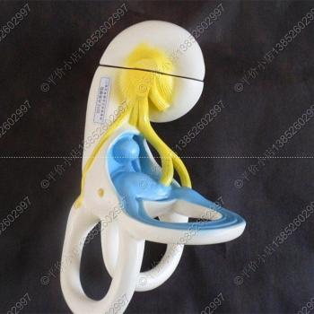 Amplification du modèle d’anatomie de l’oreille interne