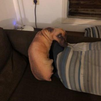 Coussin Chiot Drôle en Peluche