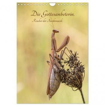 Die Gottesanbeterin. Räuber der Insektenwelt. (Wandkalender 2025 DIN A4 hoch) CALVENDO Monatskalender