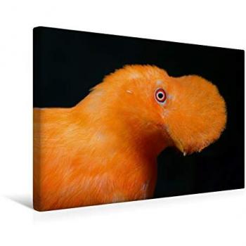 Calvendo 45x30 cm Canvas Druck – Cayenne Klippenvogel, Textilqualität