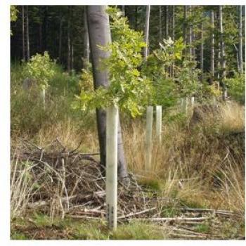 Tube de protection Tubex 180 cm x 12 cm Ø – un seul tube