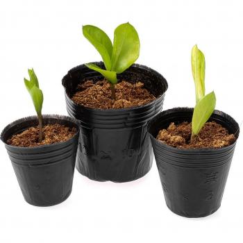 Garden Growth Carrier