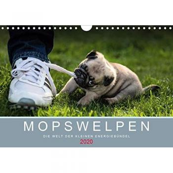 Mopswelpen