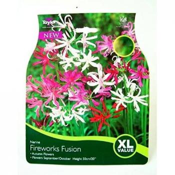 Fusion Fireworks Collection – 5 Bulb Pack (Nerine)