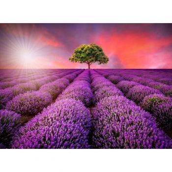 Papermoon Tapete Lavendel-Feld im Sonnenaufgang