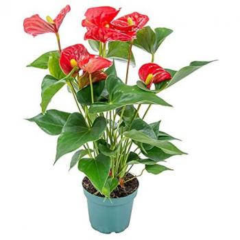 Anthurium 'Aristo'